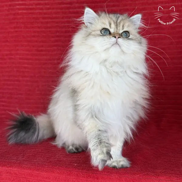 Honey, a golden shaded persian kitten — photo 16