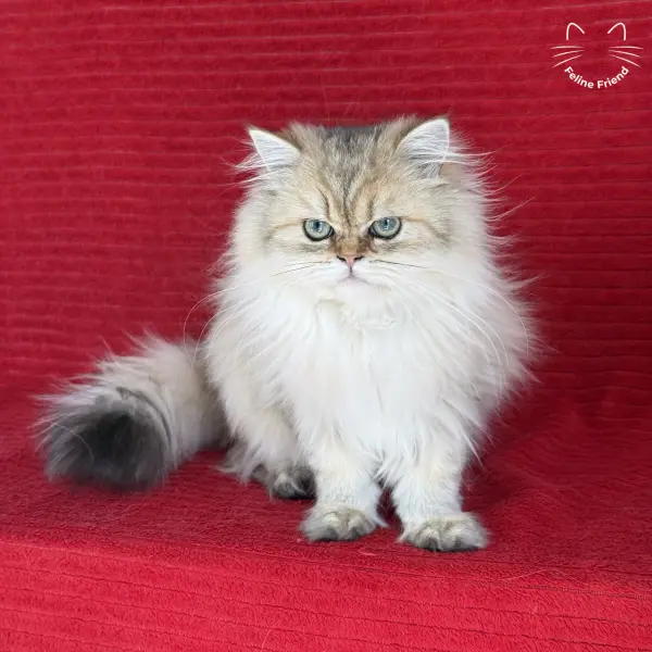 Honey, a golden shaded persian kitten — photo 17