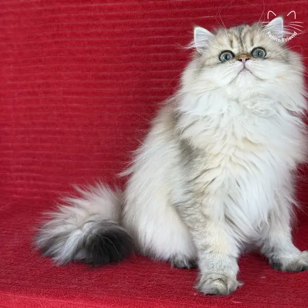 Honey, a golden shaded persian kitten — photo 18