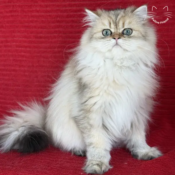 Honey, a golden shaded persian kitten — photo 19