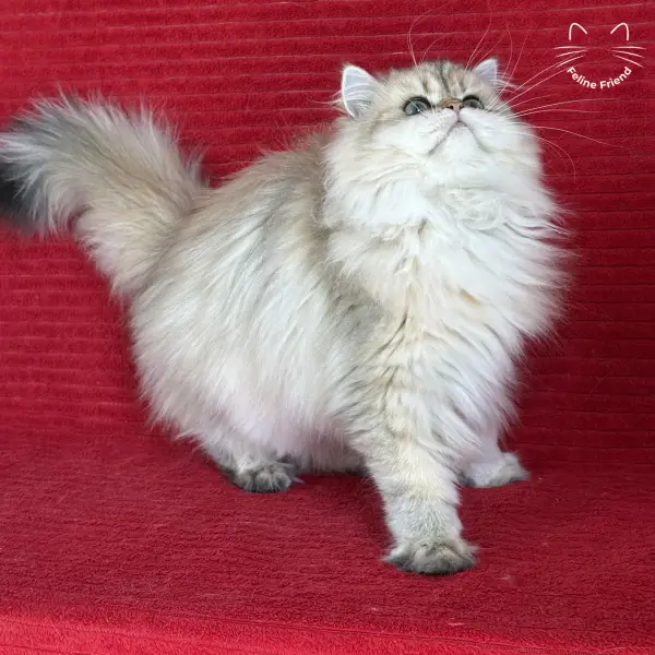 Honey, a golden shaded persian kitten — photo 2