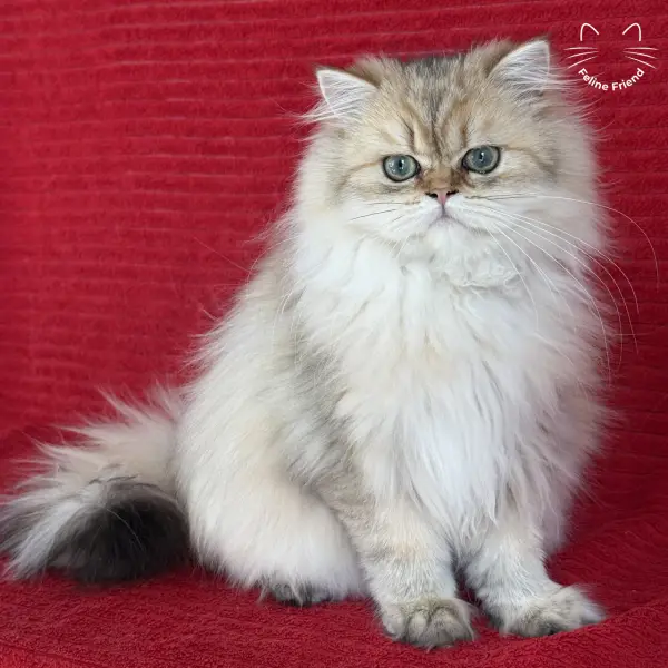 Honey, a golden shaded persian kitten — photo 20
