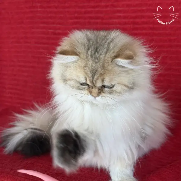 Honey, a golden shaded persian kitten — photo 21