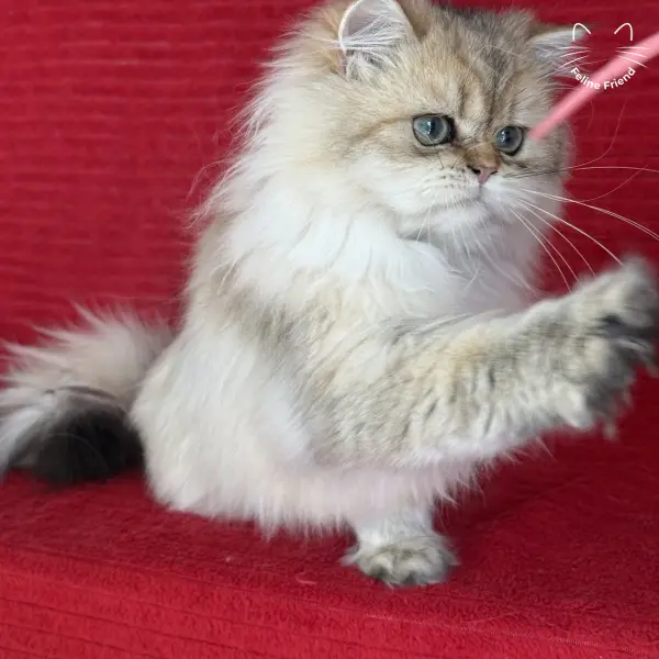 Honey, a golden shaded persian kitten — photo 22