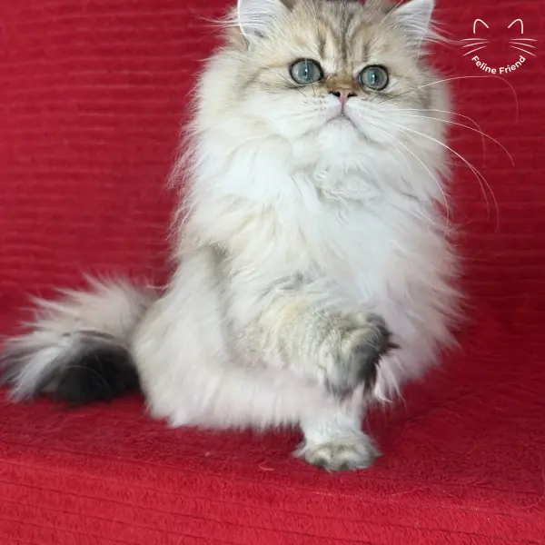 Honey, a golden shaded persian kitten — photo 23
