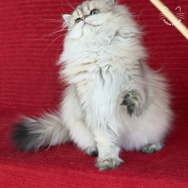 Honey, a golden shaded persian kitten — photo 24