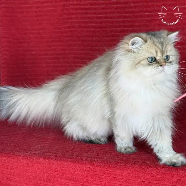 Honey, a golden shaded persian kitten — photo 25