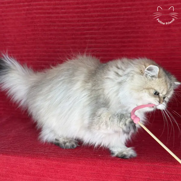 Honey, a golden shaded persian kitten — photo 26