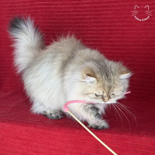 Honey, a golden shaded persian kitten — photo 27