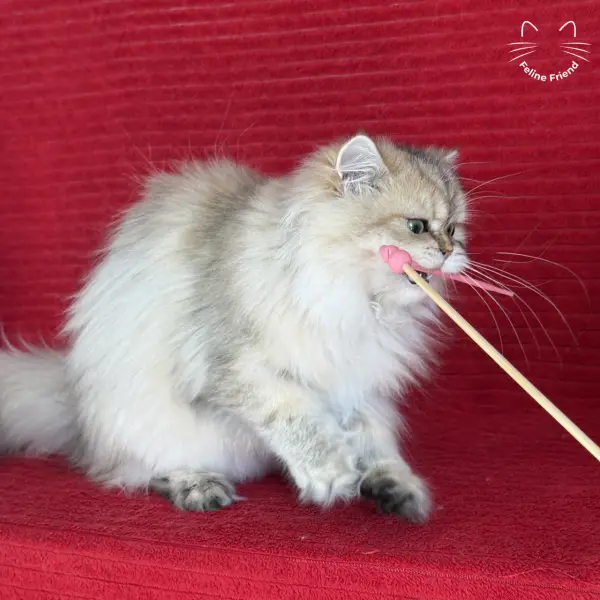 Honey, a golden shaded persian kitten — photo 28