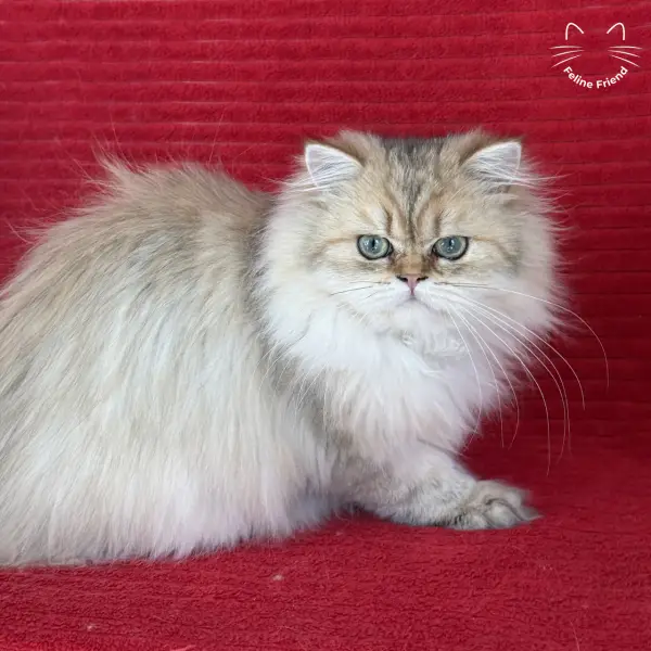 Honey, a golden shaded persian kitten — photo 29
