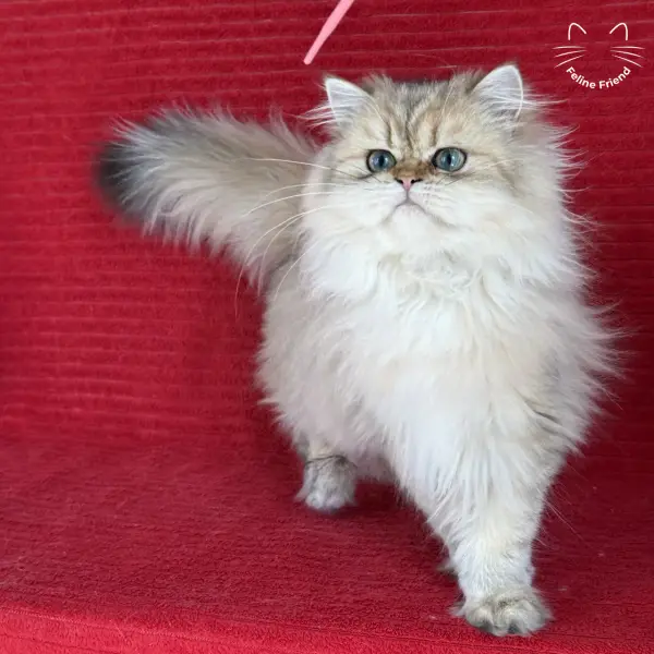 Honey, a golden shaded persian kitten — photo 3