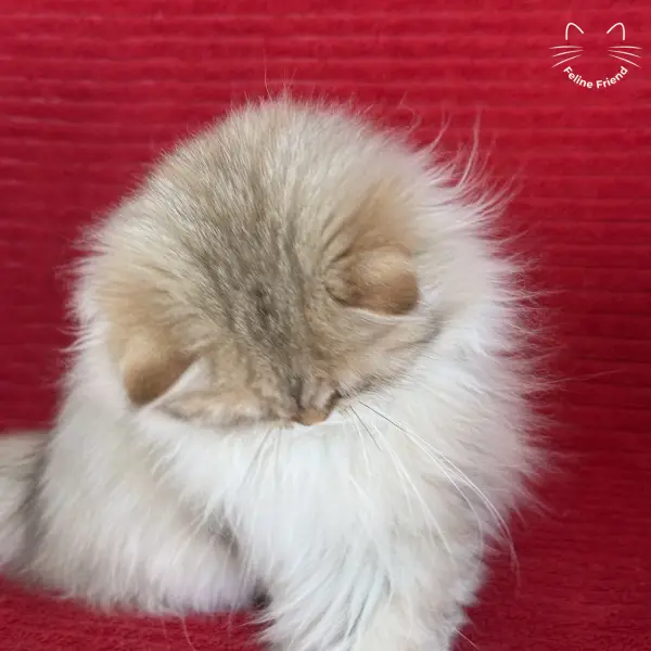 Honey, a golden shaded persian kitten — photo 30