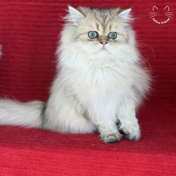 Honey, a golden shaded persian kitten — photo 31