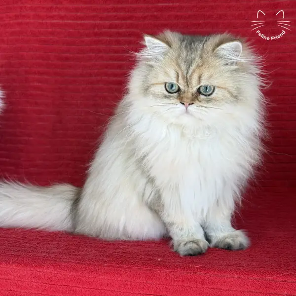 Honey, a golden shaded persian kitten — photo 32
