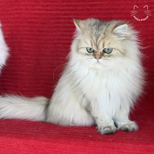 Honey, a golden shaded persian kitten — photo 33