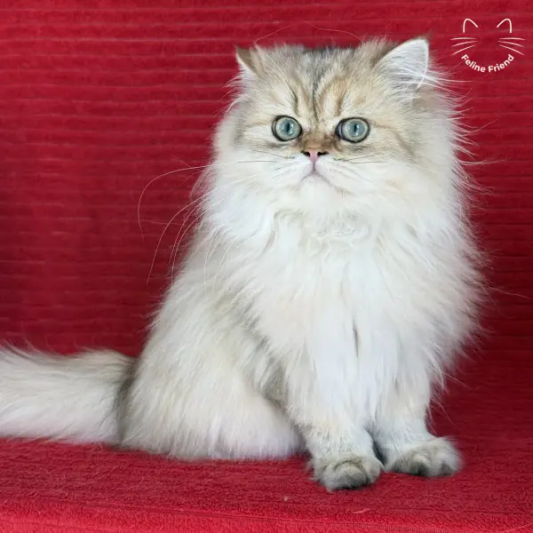 Honey, a golden shaded persian kitten — photo 34