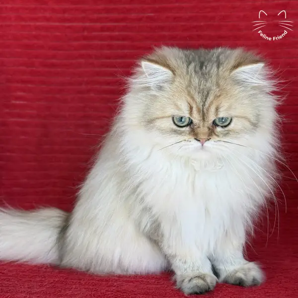 Honey, a golden shaded persian kitten — photo 35