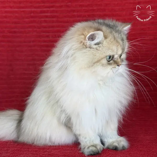 Honey, a golden shaded persian kitten — photo 36