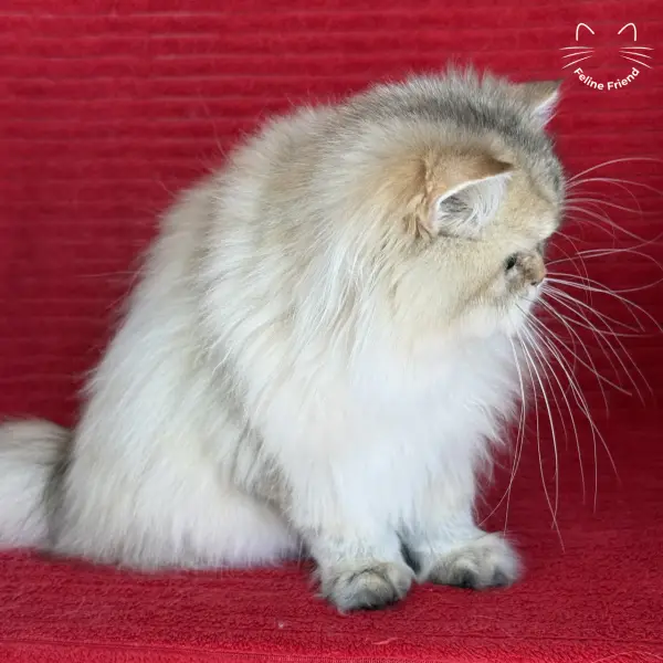 Honey, a golden shaded persian kitten — photo 37