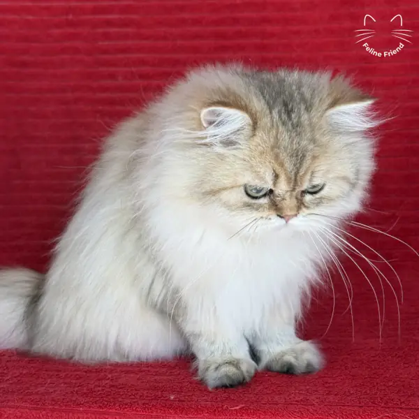 Honey, a golden shaded persian kitten — photo 38