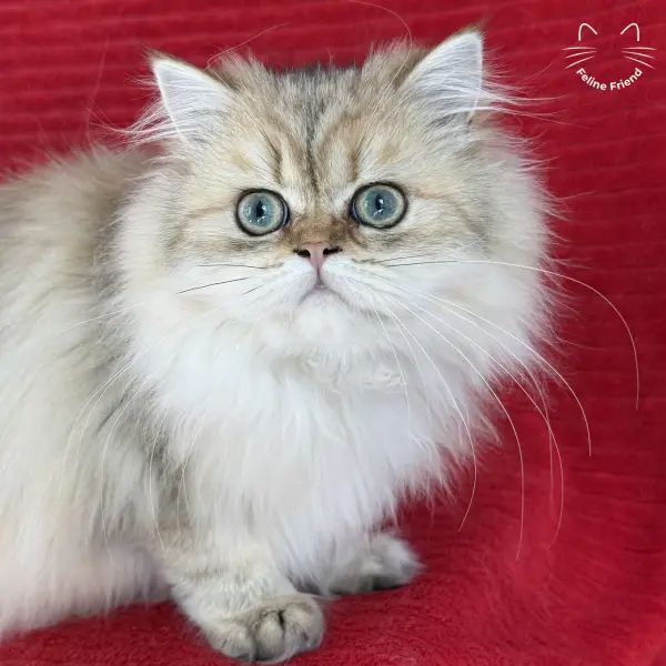 Honey, a golden shaded persian kitten — photo 39