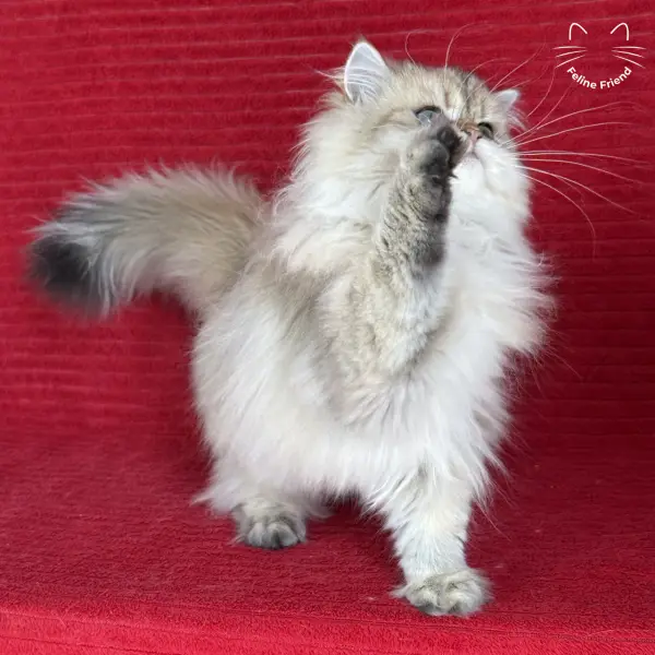 Honey, a golden shaded persian kitten — photo 4