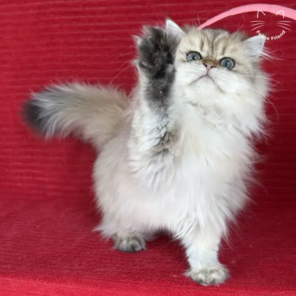 Honey, a golden shaded persian kitten — photo 5