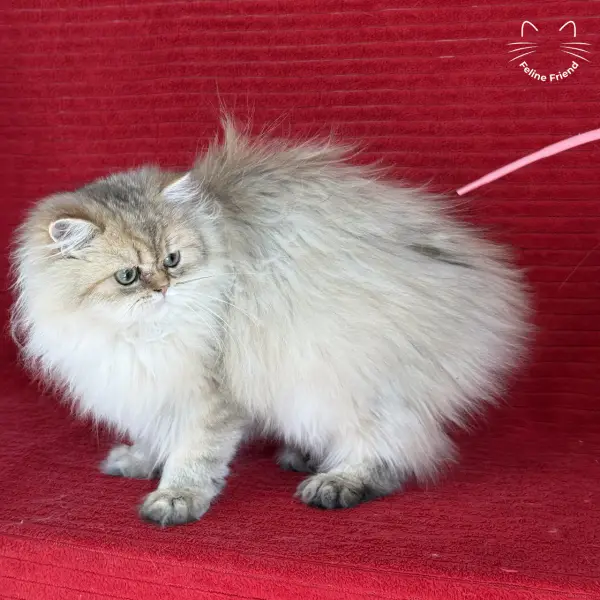 Honey, a golden shaded persian kitten — photo 6