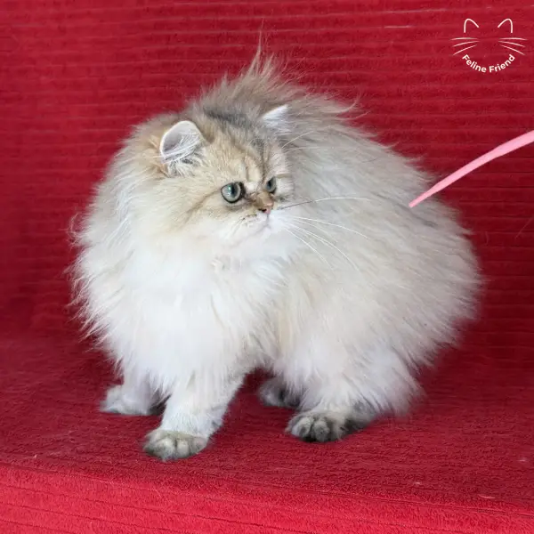 Honey, a golden shaded persian kitten — photo 7
