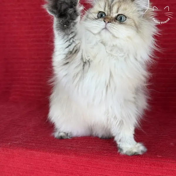 Honey, a golden shaded persian kitten — photo 8