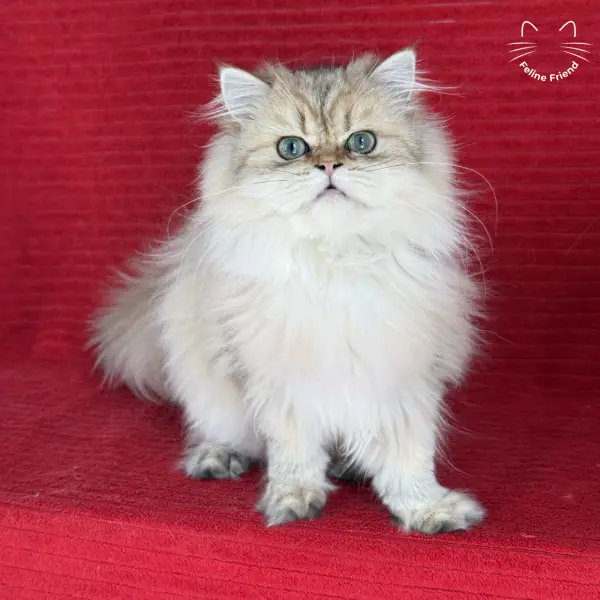 Honey, a golden shaded persian kitten — photo 9