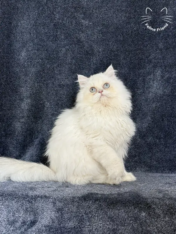 Lucky, a chinchilla point exotic/persian kitten