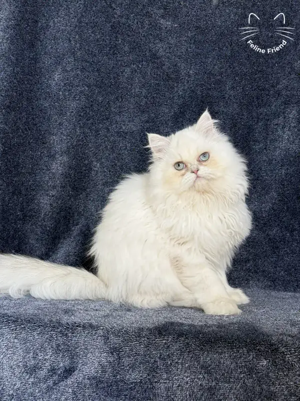 Lucky, a chinchilla point exotic/persian kitten — photo 2