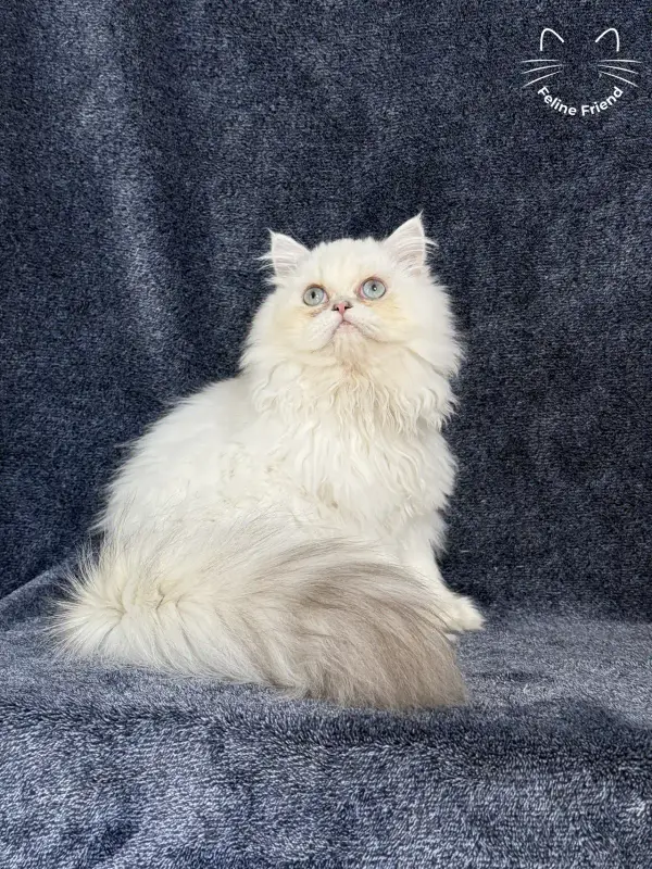 Lucky, a chinchilla point exotic/persian kitten — photo 3