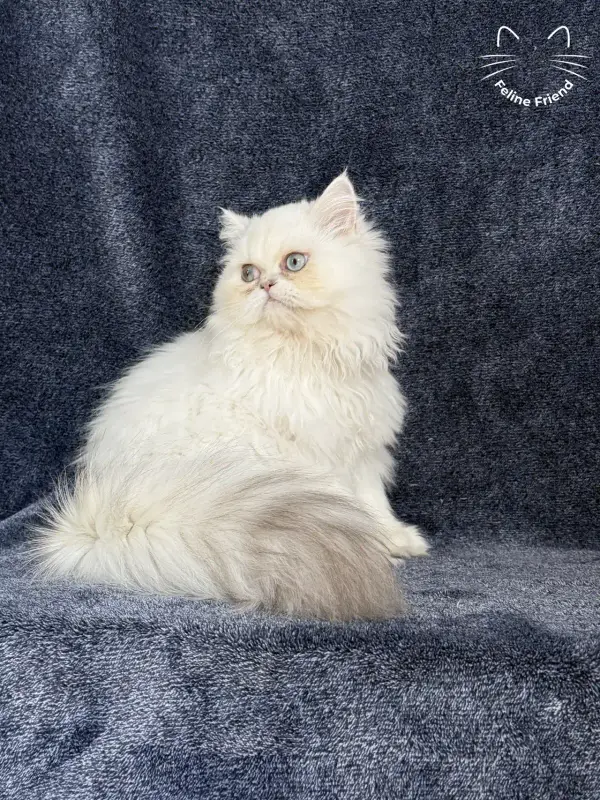 Lucky, a chinchilla point exotic/persian kitten — photo 4