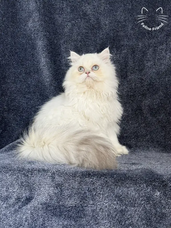 Lucky, a chinchilla point exotic/persian kitten — photo 5
