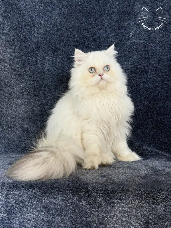 Lucky, a chinchilla point exotic/persian kitten — photo 6