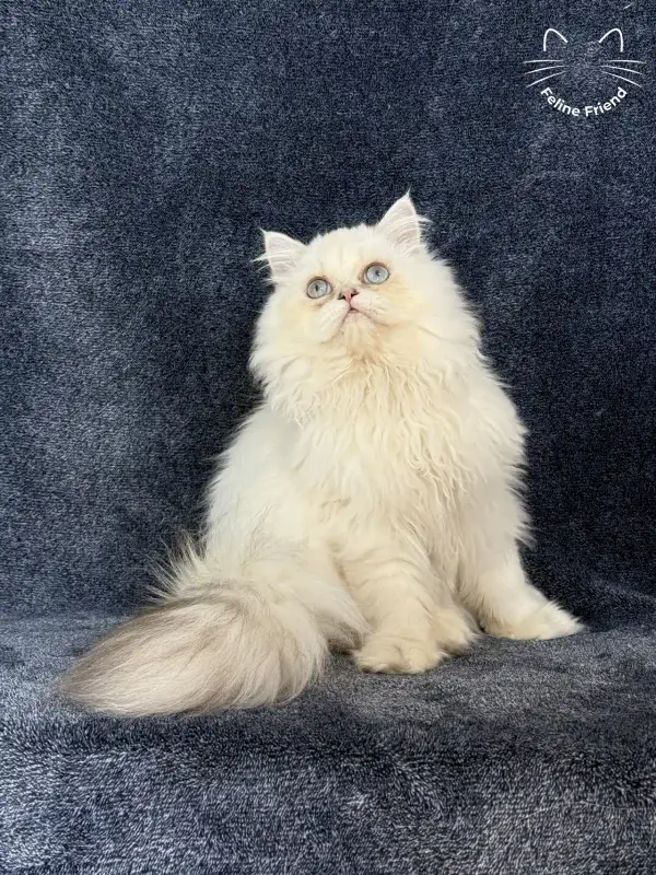 Lucky, a chinchilla point exotic/persian kitten — photo 7