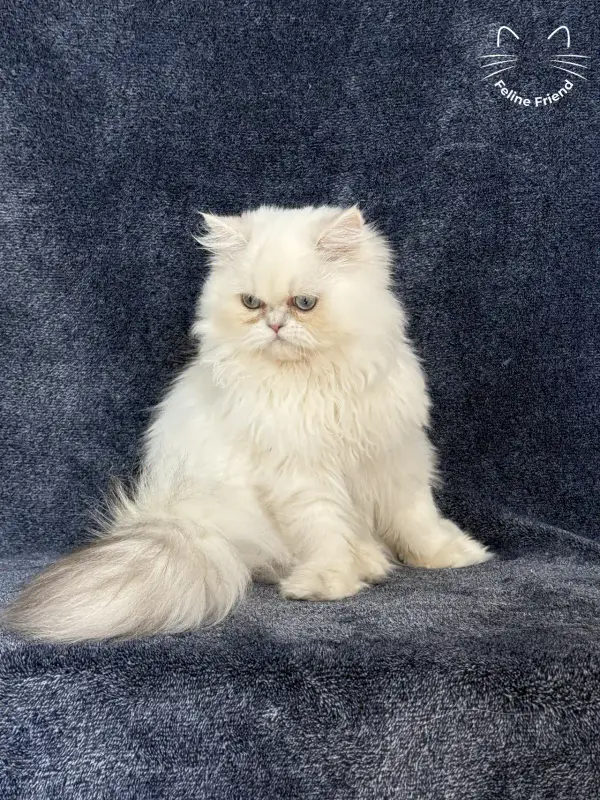 Lucky, a chinchilla point exotic/persian kitten — photo 8