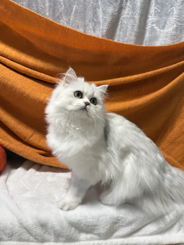 Lumy, a silver bicolor persian kitten