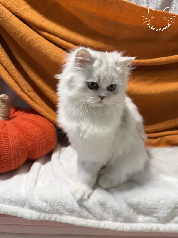 Lumy, a silver bicolor persian kitten — photo 2