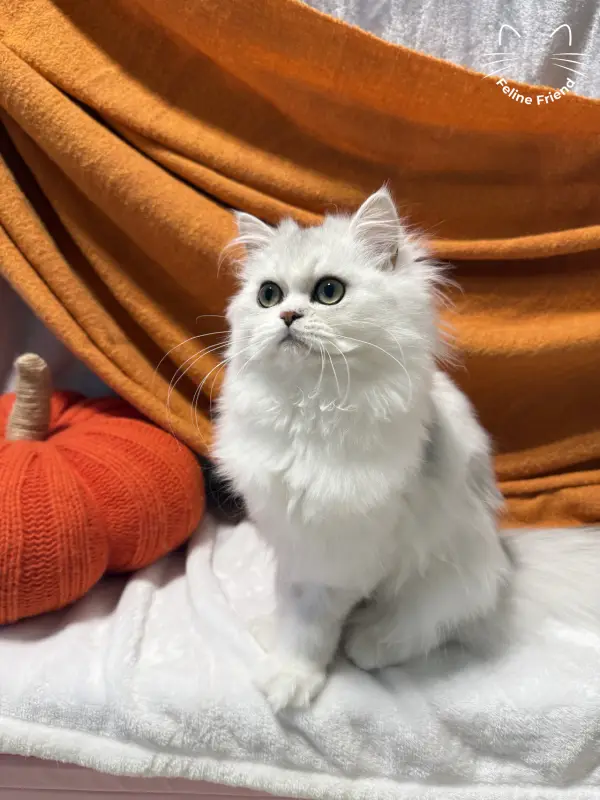 Lumy, a silver bicolor persian kitten — photo 3
