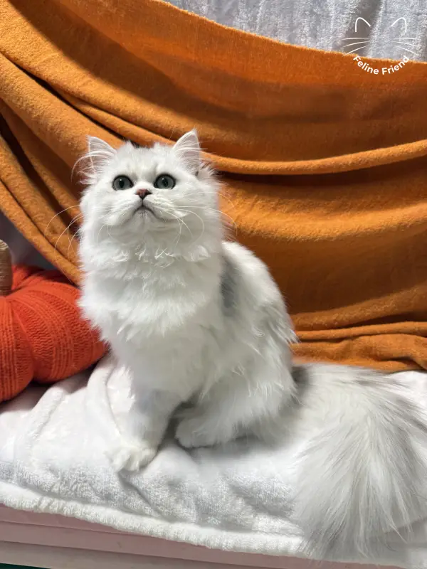 Lumy, a silver bicolor persian kitten — photo 4