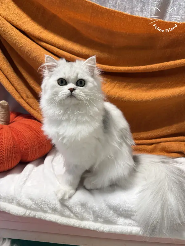 Lumy, a silver bicolor persian kitten — photo 5