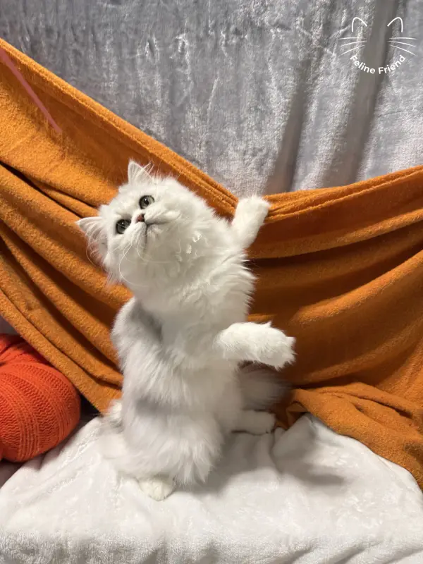 Lumy, a silver bicolor persian kitten — photo 6
