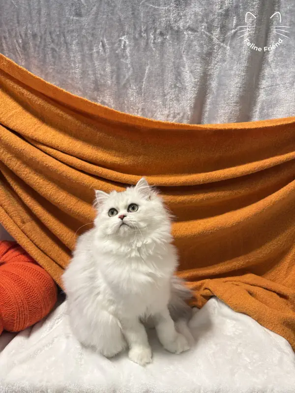 Lumy, a silver bicolor persian kitten — photo 7