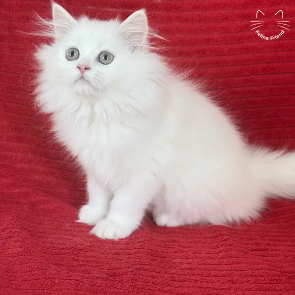 Marshmallow, a white persian kitten
