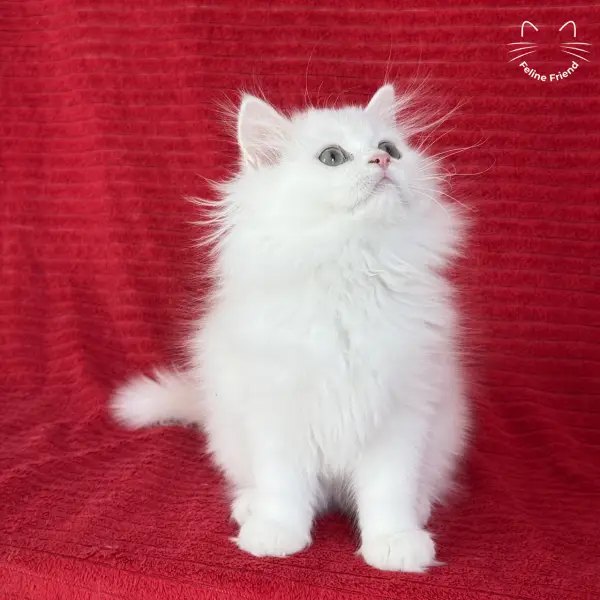 Marshmallow, a white persian kitten — photo 10