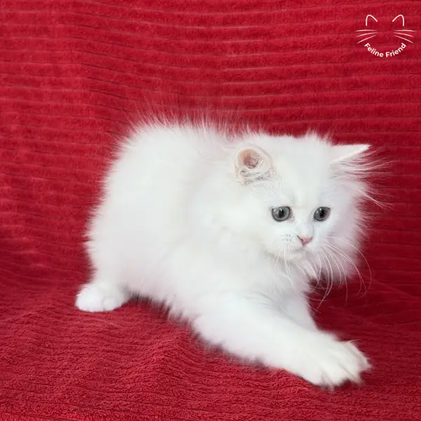 Marshmallow, a white persian kitten — photo 11
